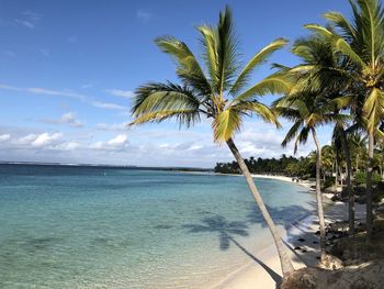 Palm tree by swimming pool against sky