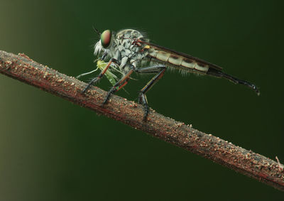Close-up of an insect on leaf