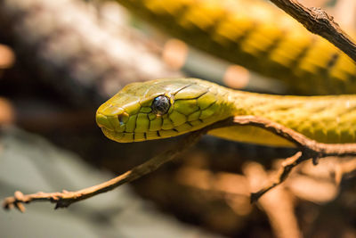 Close-up of snake on branch