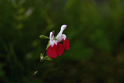 Close-up of flower blooming outdoors