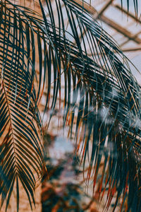 Low angle view of palm tree