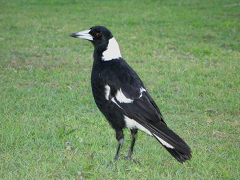 Close-up of bird perching on field