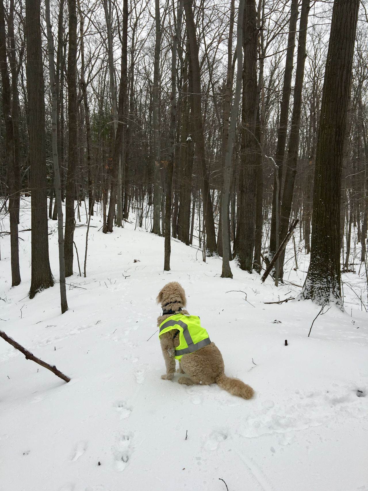 Dog looks away from camera