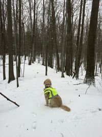 Dog on snow covered trees during winter