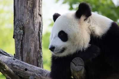 Close-up of panda