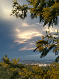 Scenic view of yellow tree against sky during sunset