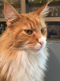 Close-up of a cat looking away