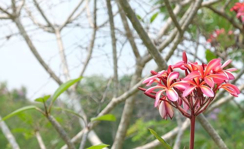 Close-up of flowers