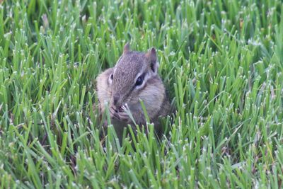 Close-up of squirrel eating grass on field