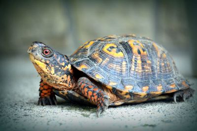 Close-up of tortoise on white surface