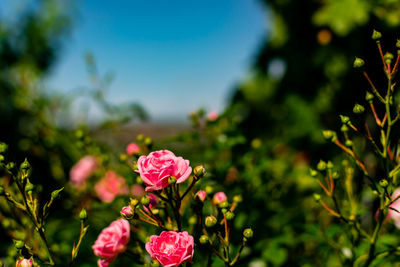 Close-up of pink flowering plant