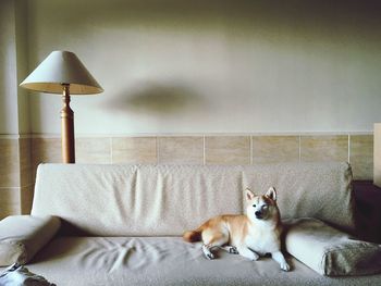 Dog lying on blanket at home