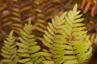 Close-up of fresh green plant