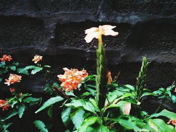 High angle view of flowers blooming outdoors