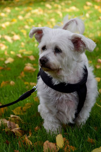 Portrait of a dog on field