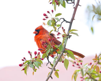 Low angle view of bird perching on tree