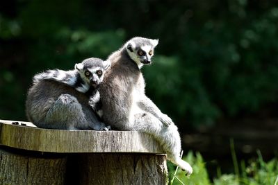 Lemurs sitting on stump in zoo
