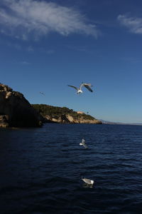 Seagull flying over sea against sky