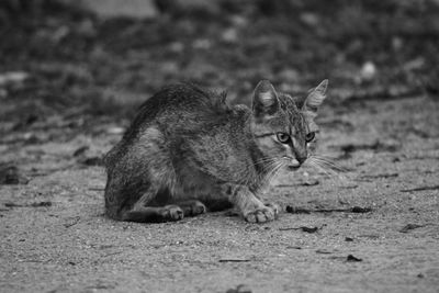 Portrait of cat on land