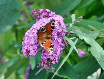 Close-up of butterfly pollinating on flower