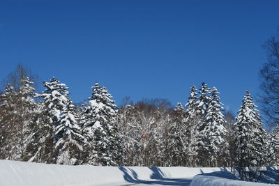 Snow covered trees against clear blue sky