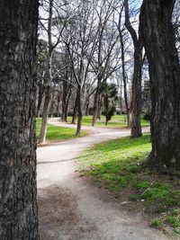 Pathway along trees