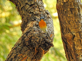 Close-up of bird perching on tree