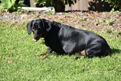 Close-up of black dog on field