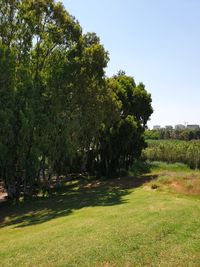 Trees on field against clear sky