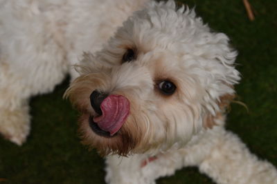 High angle portrait view of cockapoo sticking out tongue while relaxing on field