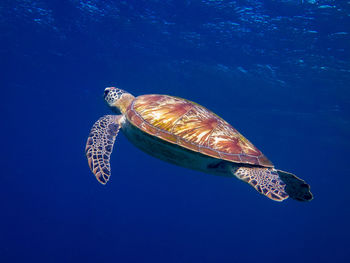 turtle