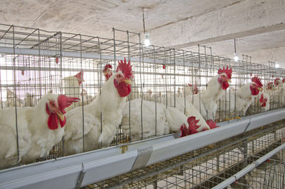 View of two birds in cage