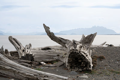 driftwood