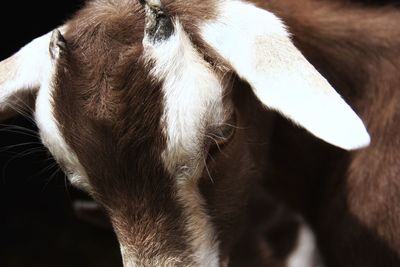 Close-up of a goat