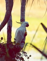 Close-up of cockatoo perching on tree