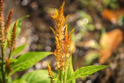 Close-up of flowering plant