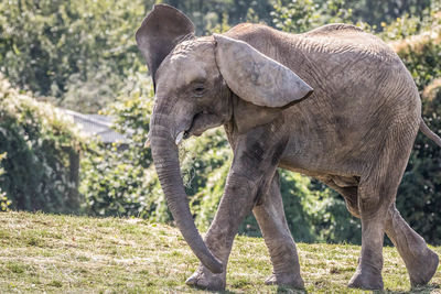 View of elephant on field