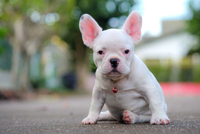 Puppy french bulldog tip over on the concrete floor. it made a shocking face.