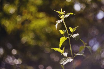 Close-up of plant