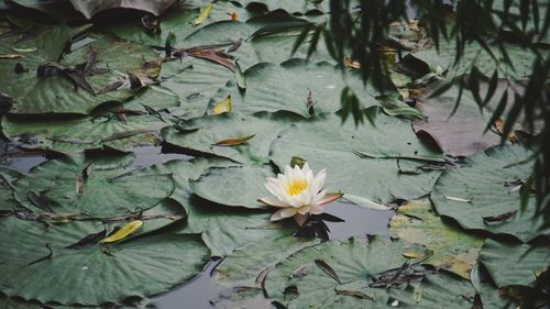 Close-up of water lily amidst leaves in lake