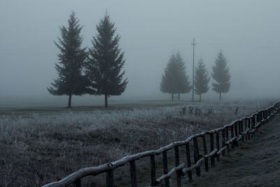 Trees on field against sky during foggy weather