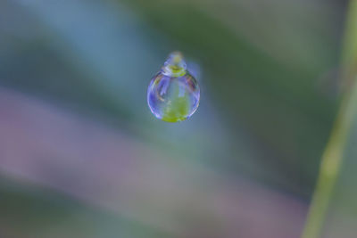 Close-up of purple flower in water