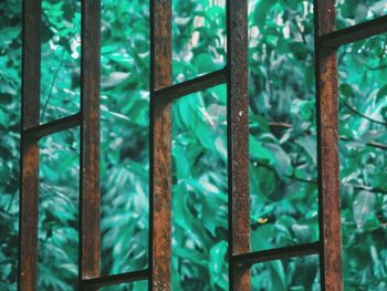 Close-up of security bars against tree