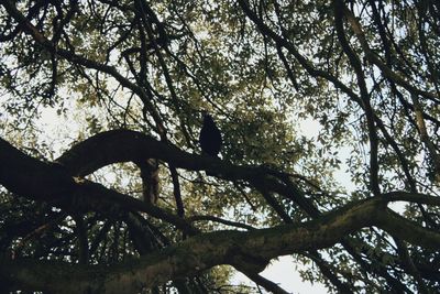 Low angle view of trees against sky
