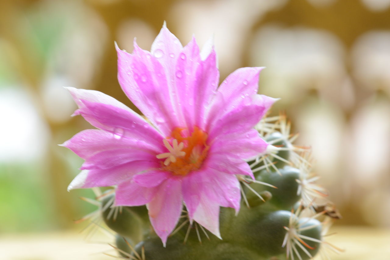 CLOSE-UP OF PINK AND PURPLE FLOWER