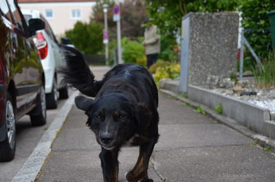 Portrait of black dog on road