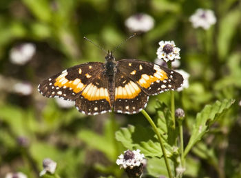 Close-up of butterfly pollinating on flower