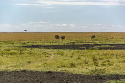 Horses grazing in a field