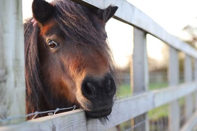 Close-up of a horse in pen