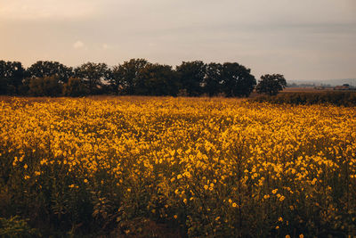 Yellow flowers growing on field against sky